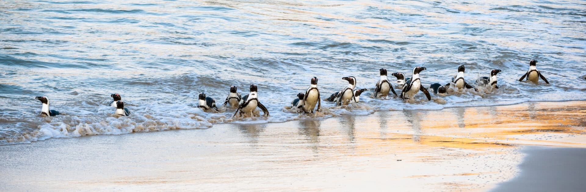 Penguins on Boulder's Beach in Cape Town, South Africa
