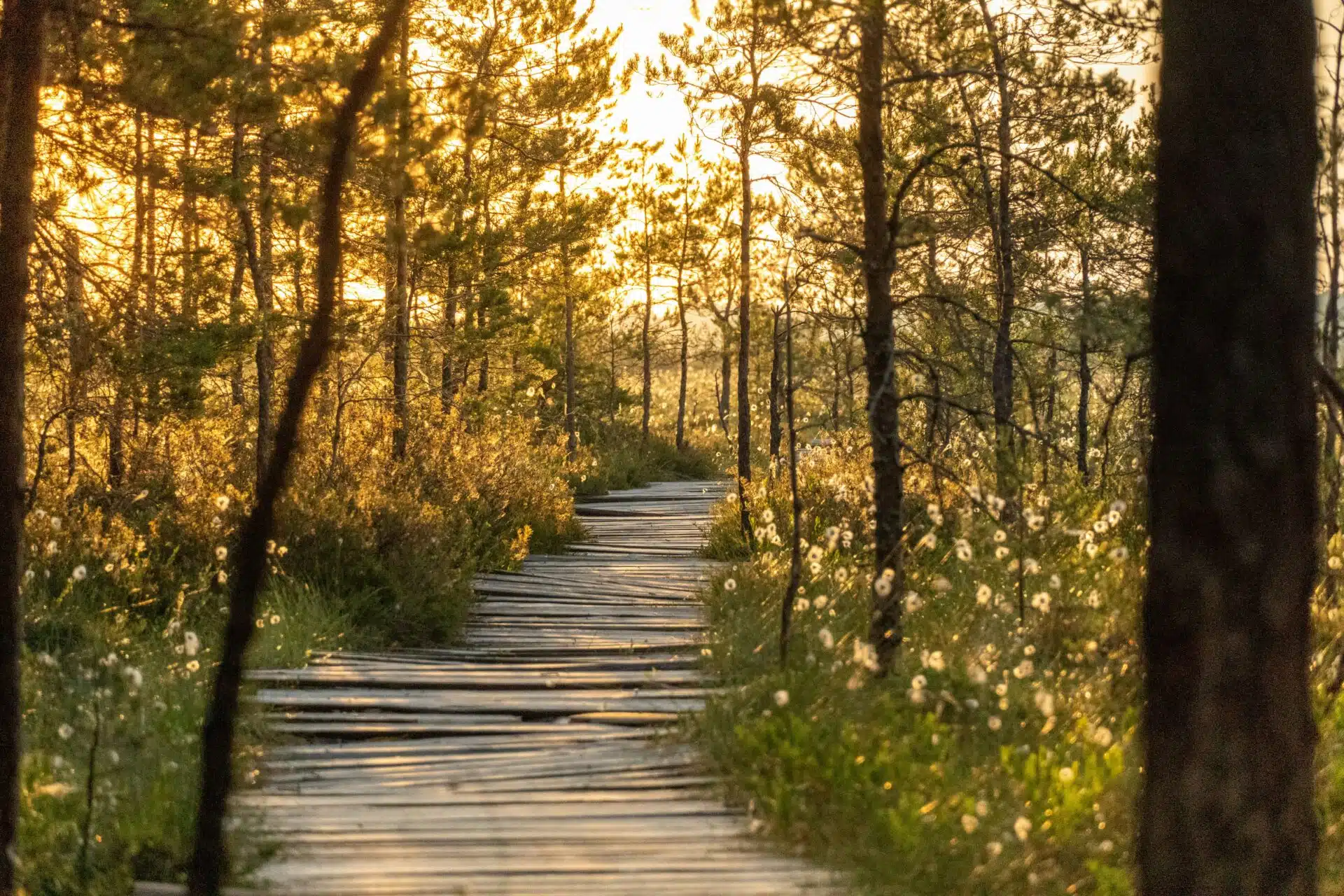 teach english estonia