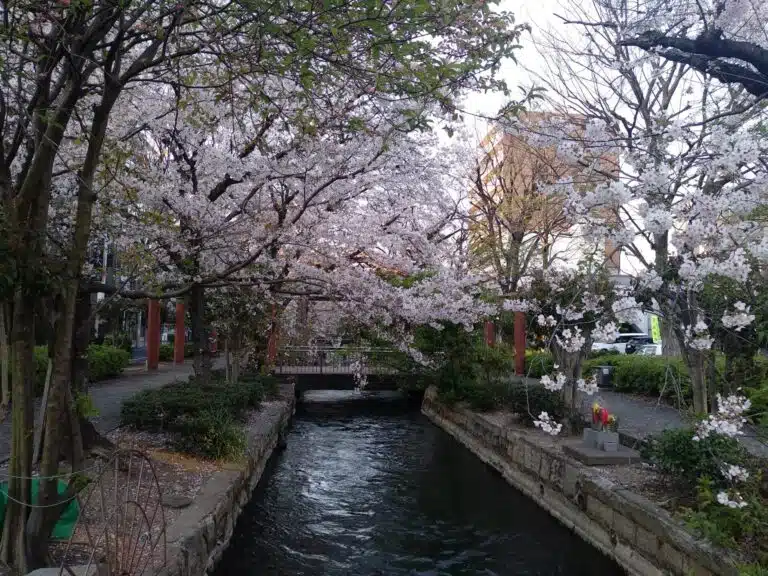 Street and canal view of the cherry blossoms in Japan in Spring, near Robyn's apartment