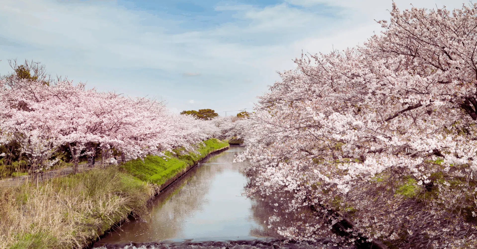 Cherry blossoms along a river in Funabashi, Japan