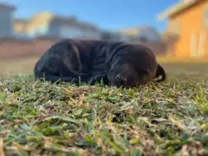 Sonya's "colleague" - her puppy Lilo