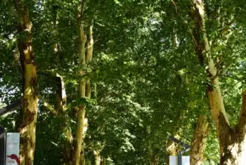 managing stress levels as a teacher in China