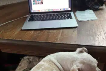 Remote work set up for online teachers in the US