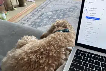 Online teachers in the US housesitting to save on living costs